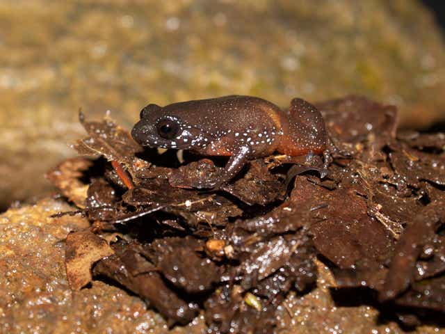 The starry dwarf frog has only been found on a single hill range in India's Western Ghats