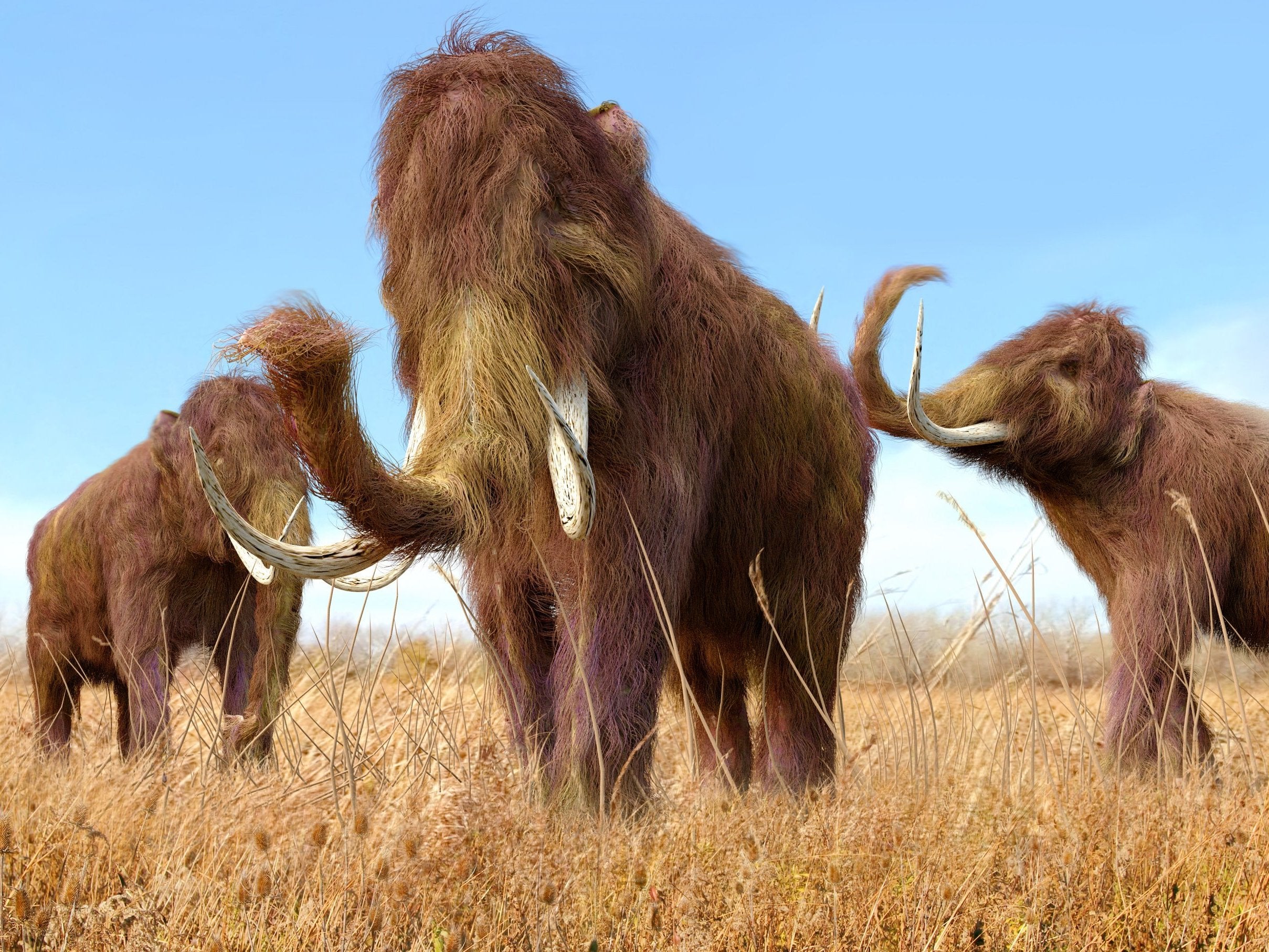 Woolly mammoths Japanese scientists take ‘significant step’ towards