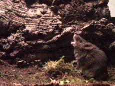 What singing mice tell us about human neuroscience