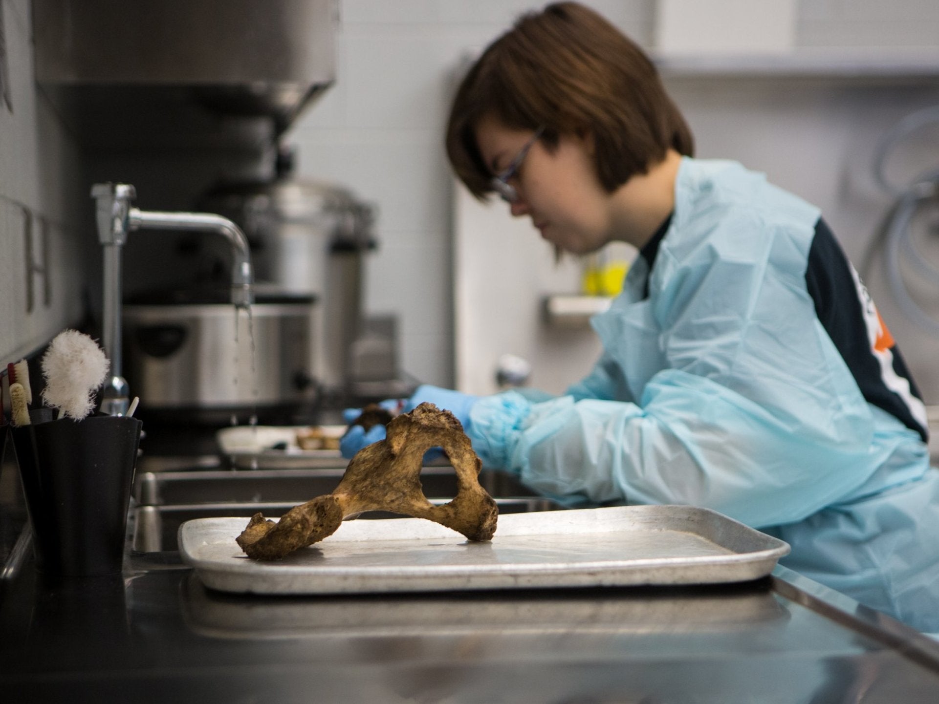 &#13;
Anthropology student cleans bones with a toothbrush at the Forensic Anthropology Center &#13;