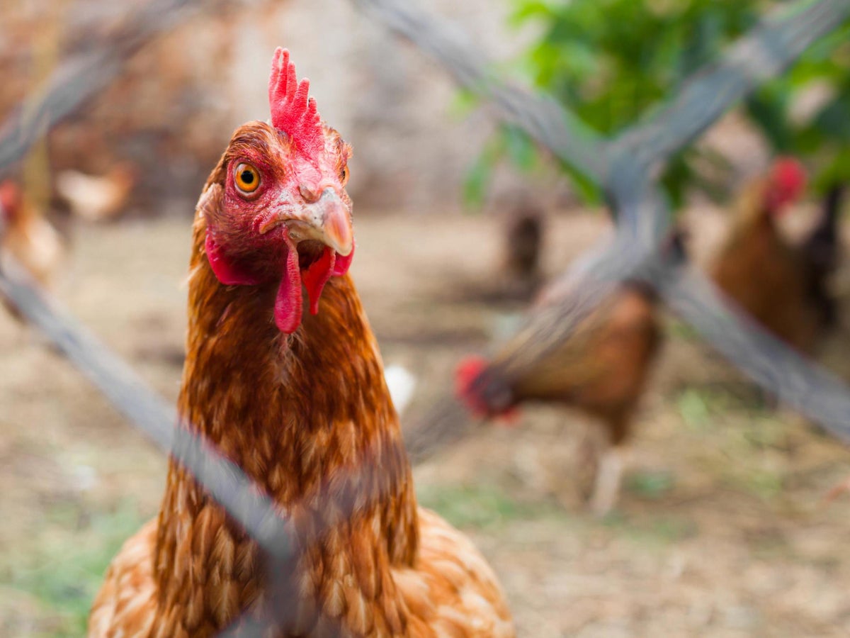 Chickens Team Up To Peck Fox To Death The Independent The Independent Chickens Team Up To Peck Fox To Death The Independent The Independent