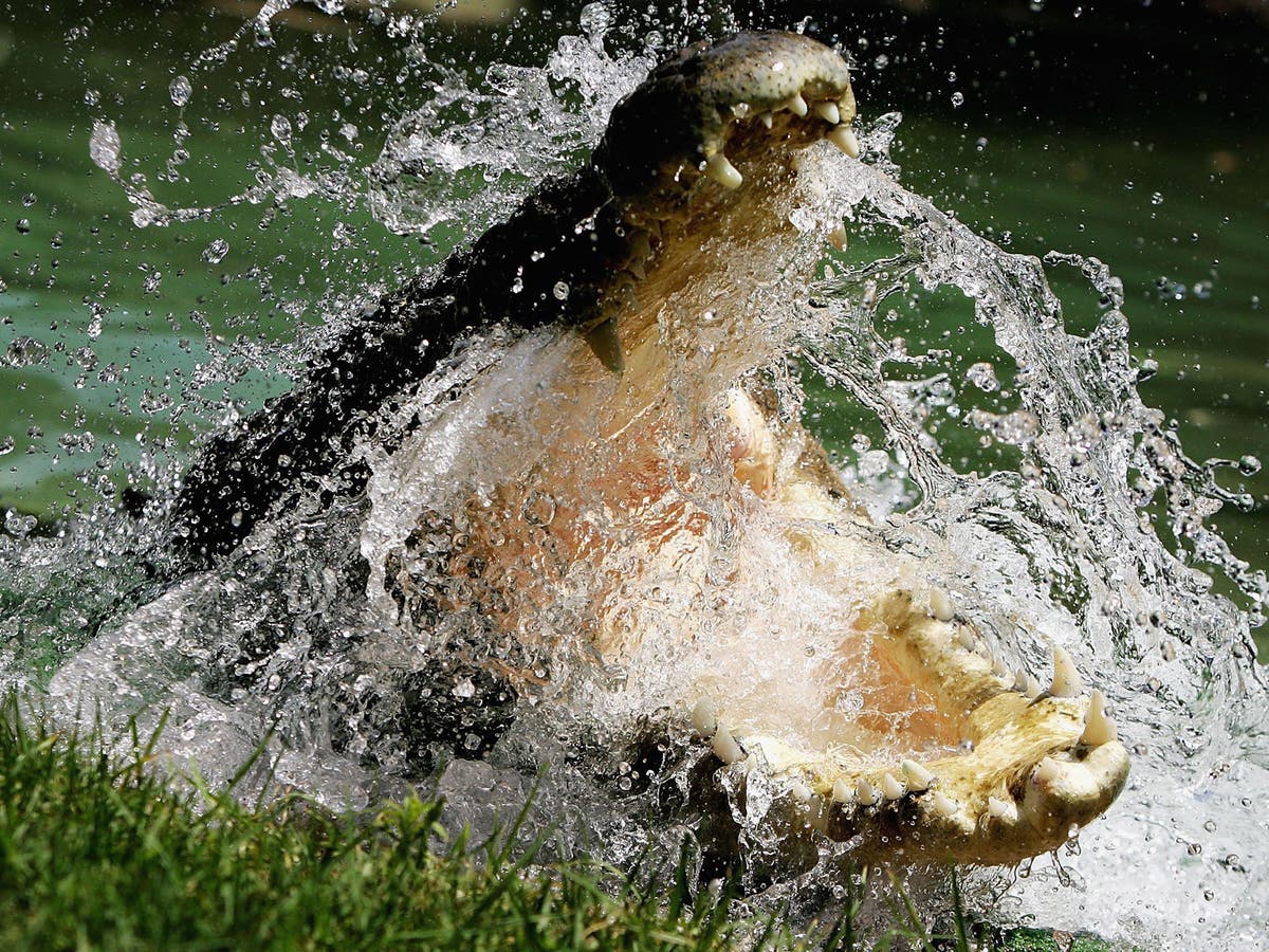 Massive search underway for boy feared taken by crocodile while swimming