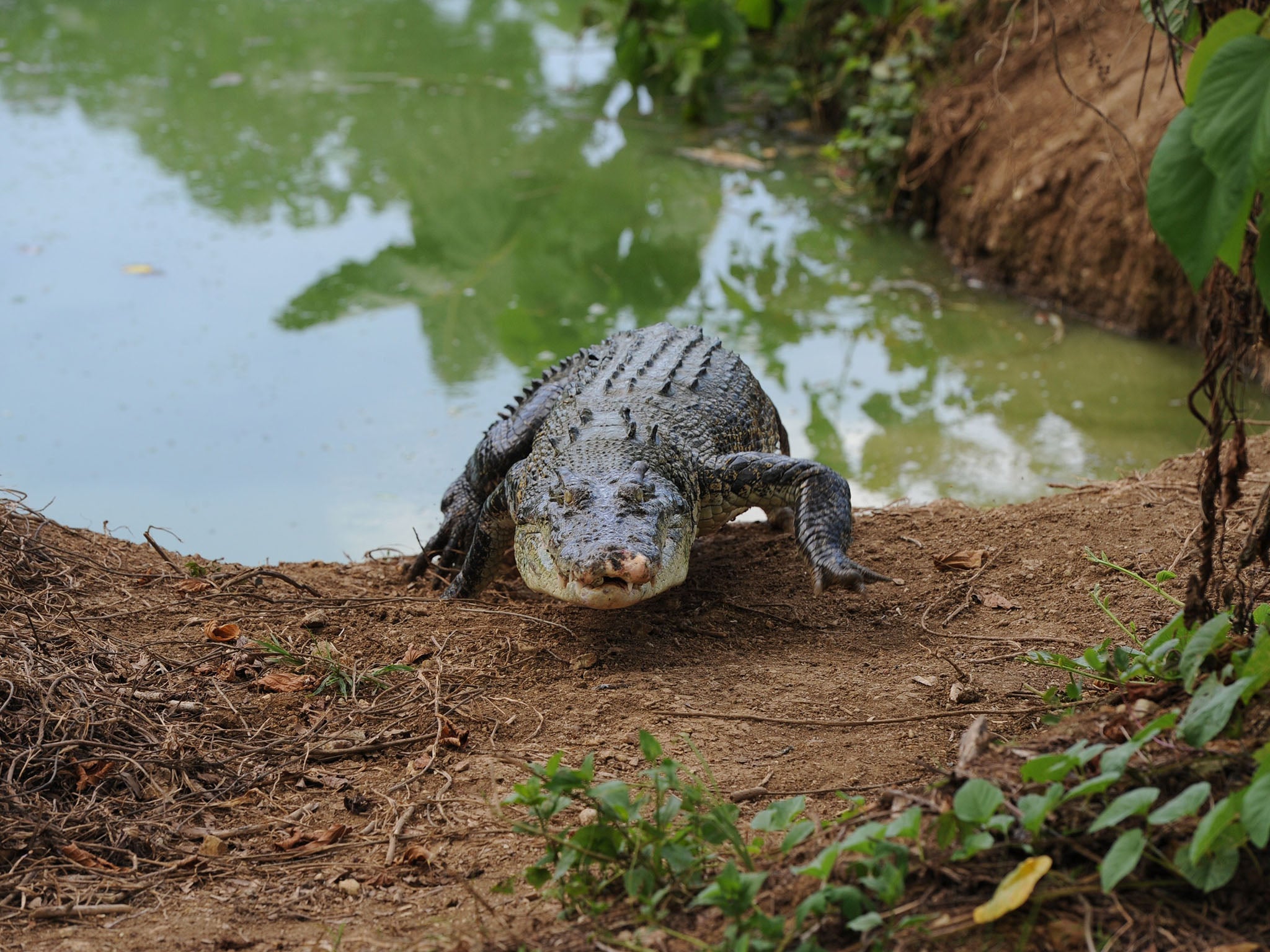 Crocodiles have been terrorising the Puerto Princesa community (AFP/Getty)