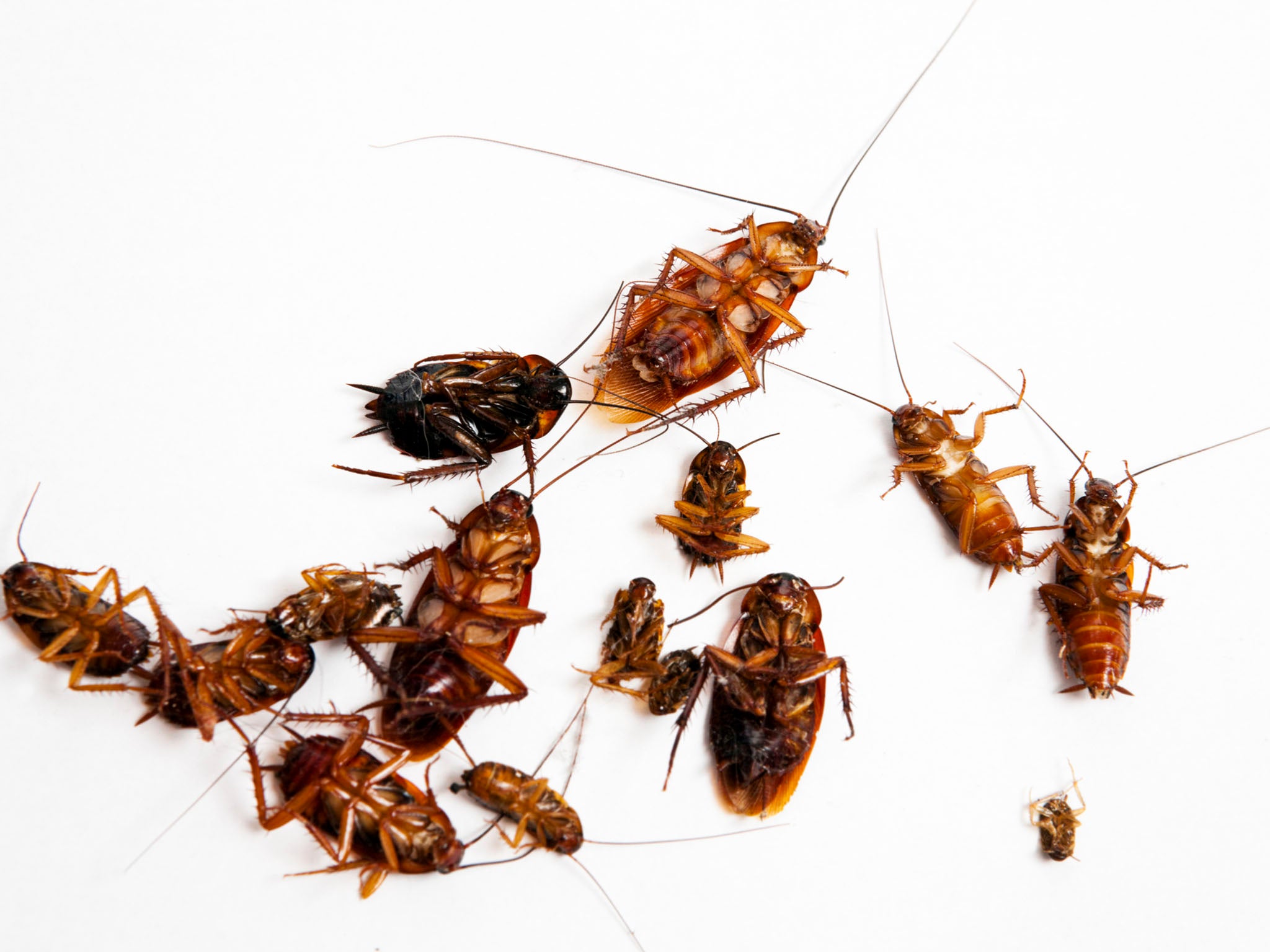 Dead insects are commonly found in cornmeal (Getty)