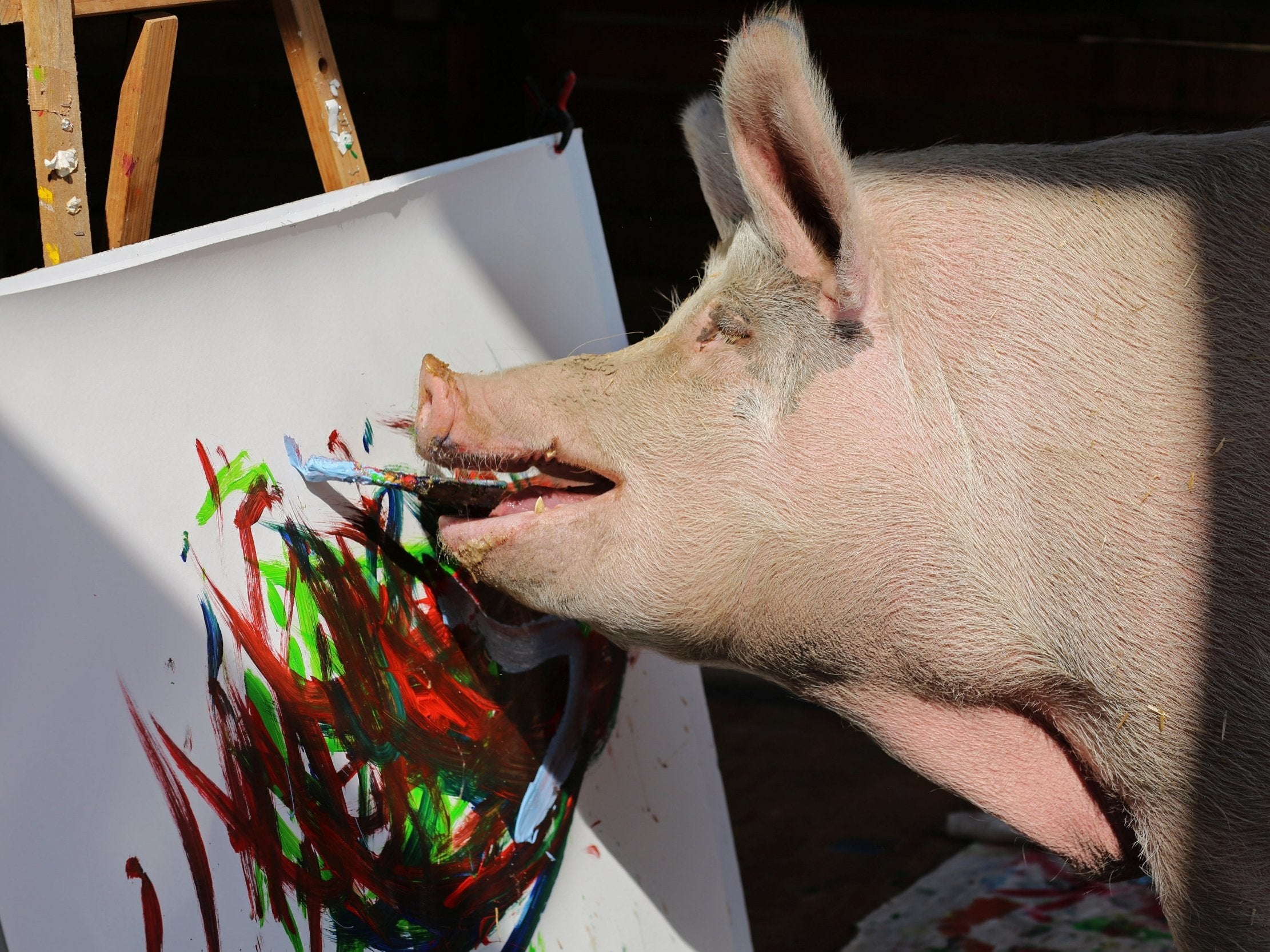 Pigcasso, a rescued pig, paints on a canvas at the Farm Sanctuary in Franschhoek, outside Cape Town, South Africa.