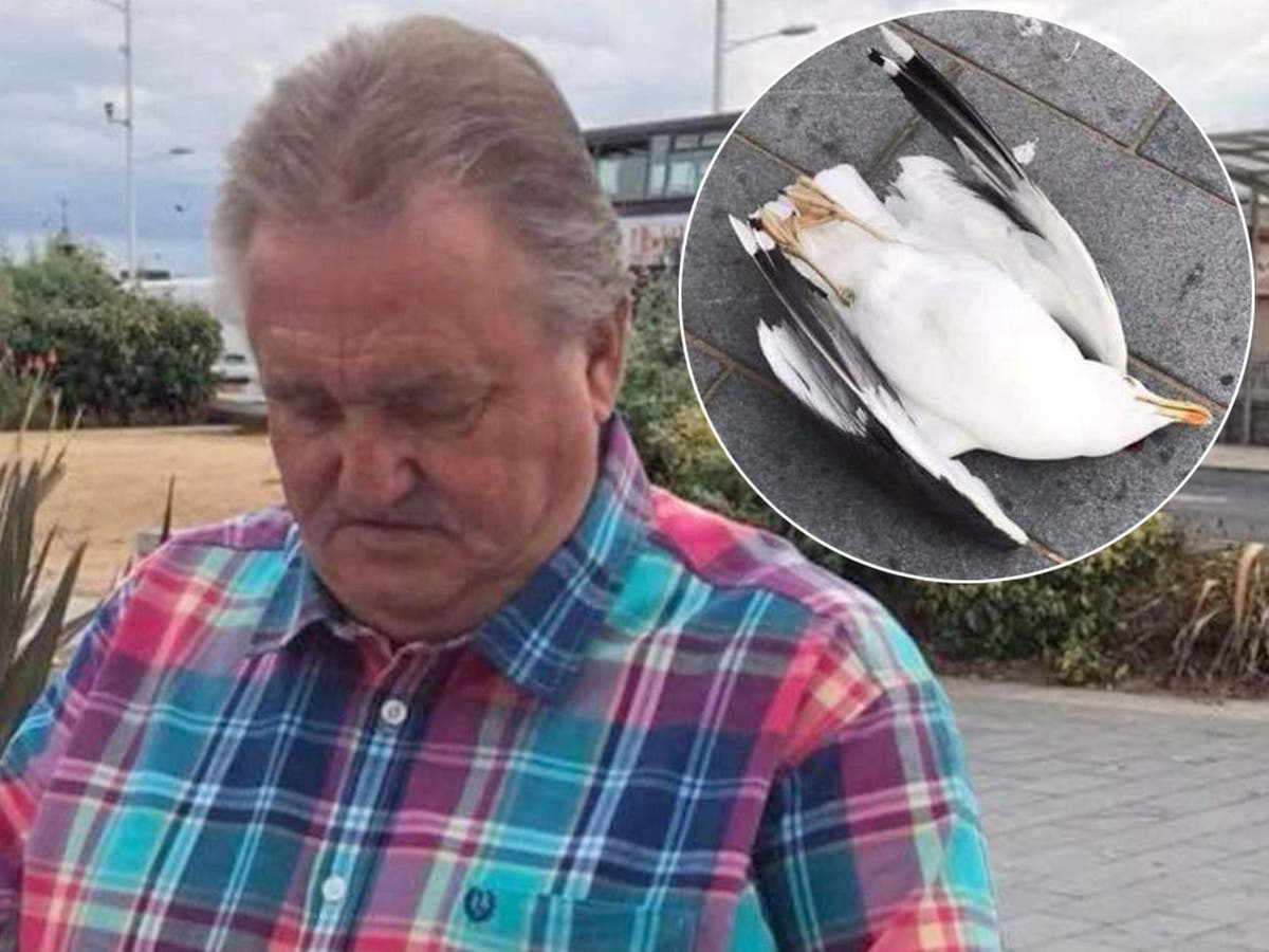 Man smashed seagull against a wall after it tried to steal a chip, court hears