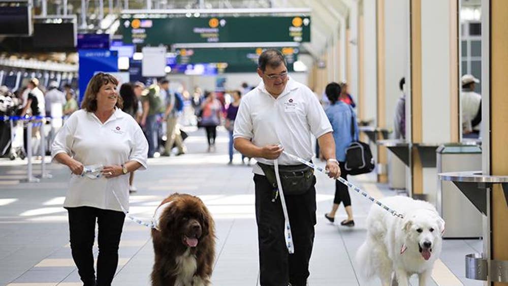 Therapy dogs at Vancouver International Airport