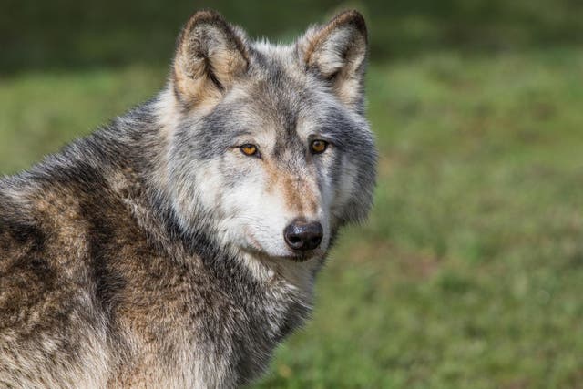 Wolfdog named Yuki goes viral