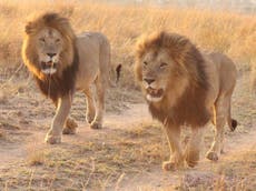 What it’s like to walk through Kenya’s Maasai Mara with lions