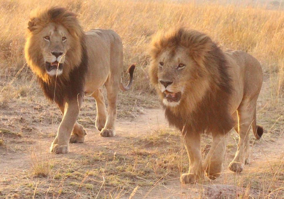 nomadic-camp-male-lions.jpg