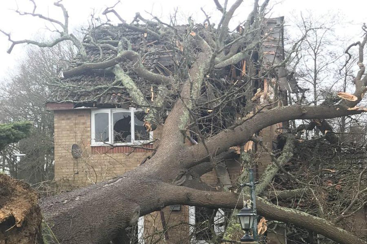 Man injured after tree topples in strong winds and crashes into house ...