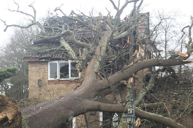 The oak tree fell through the roof and into the first floor of a house in Bewbush, near Crawley