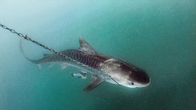 Sharks Bite Three People On The Same Beach In Separate Attacks Within 24 Hours The Independent The Independent Sharks Bite Three People On The Same Beach In Separate Attacks Within 24 Hours The Independent The Independent