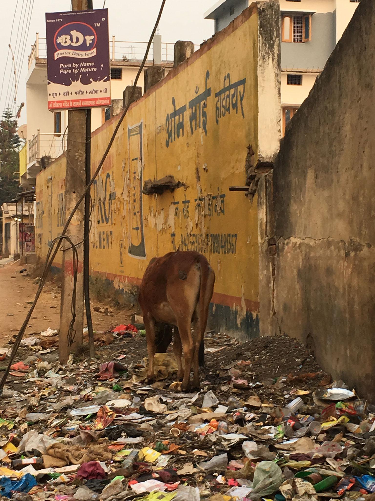 A cow eating plastic in Kondagaon