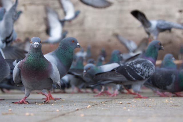 Pigeons are able to beat match, which looks a lot like dancing