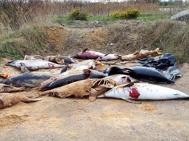 Dolphins killed in nets or on board vessels are washed ashore; French authorities pile up the hundreds of bodies and once a week send them to a rendering plant