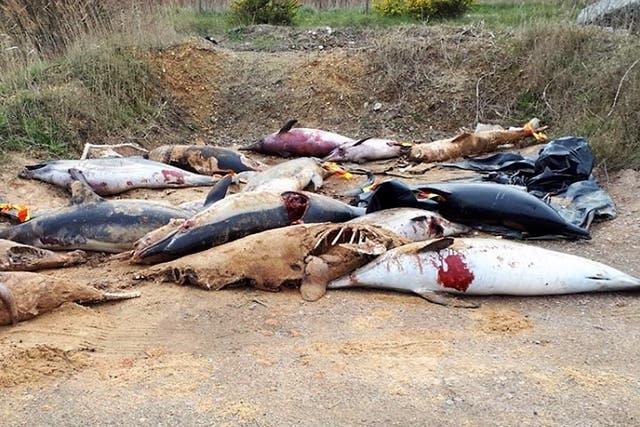 Dolphins killed in nets or on board vessels are washed ashore; French authorities pile up the hundreds of bodies and once a week send them to a rendering plant