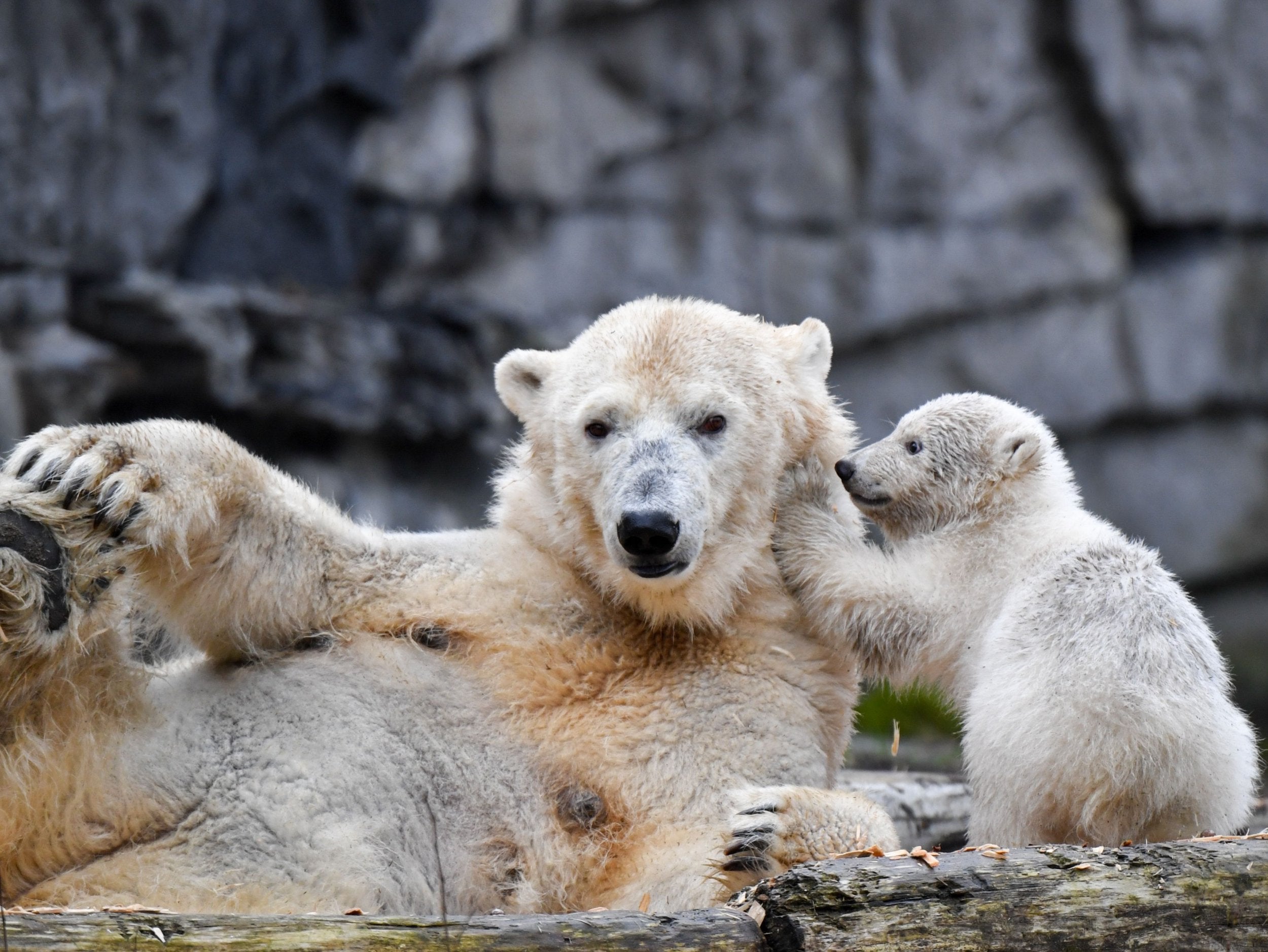 Polar bears in captivity commonly engage in repetitive pacing behaviours