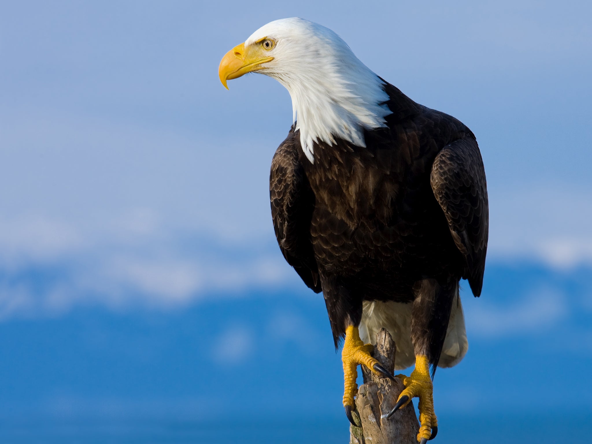 A bald eagle perches on a tree (Getty)