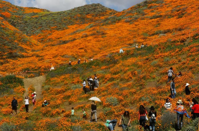 As many as 50,000 people visited the wildflowers this weekend