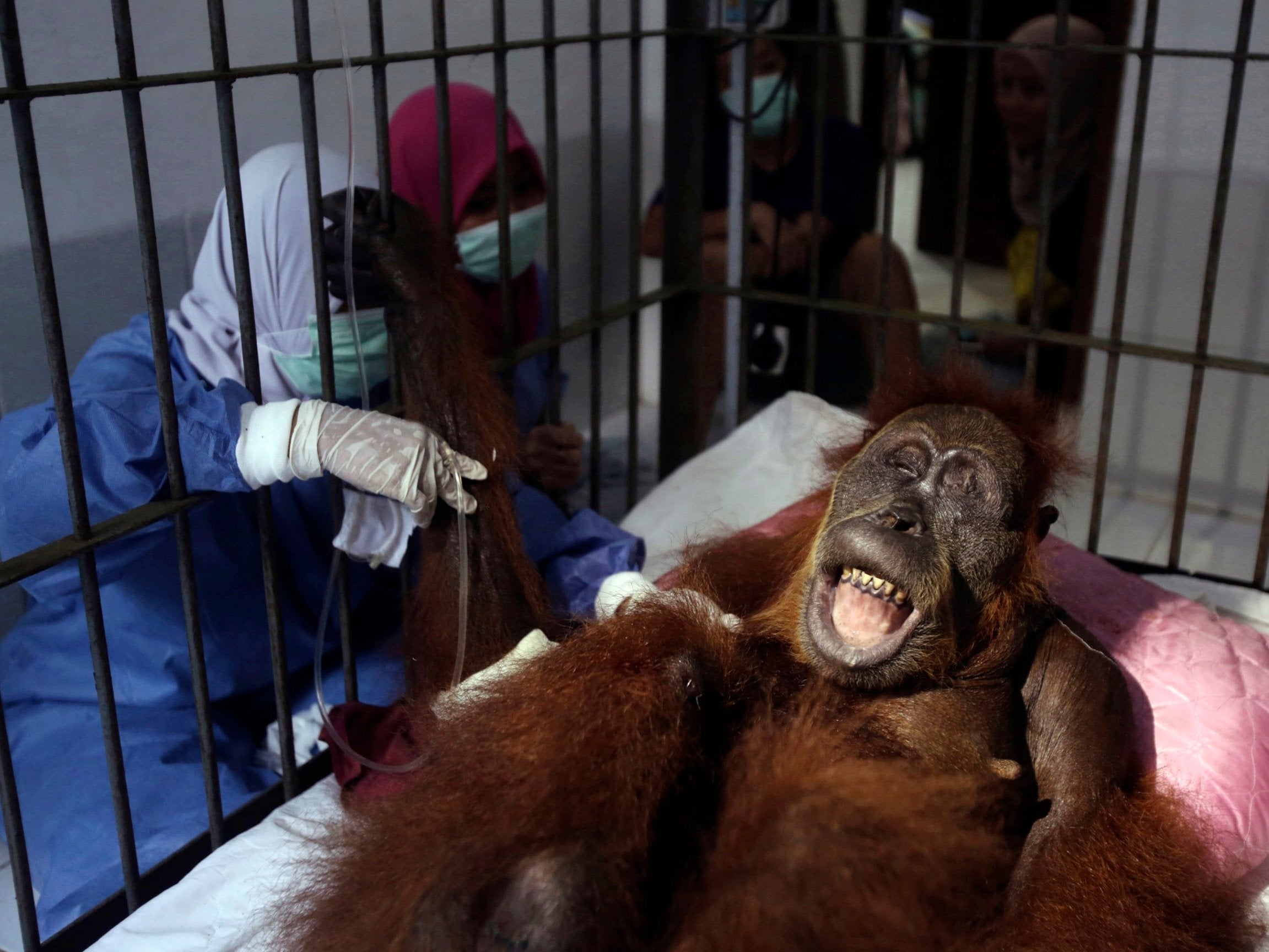 Vets tend to an orangutan named Hope