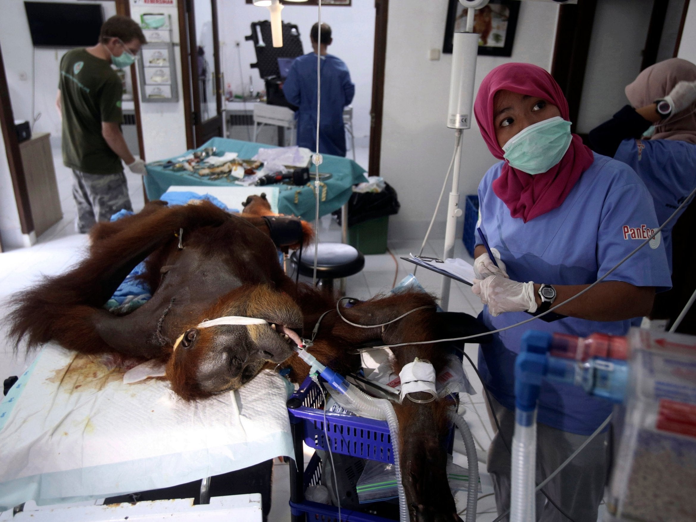 Volunteers at Sumatra Orangutan Conservation Programme tend to Hope