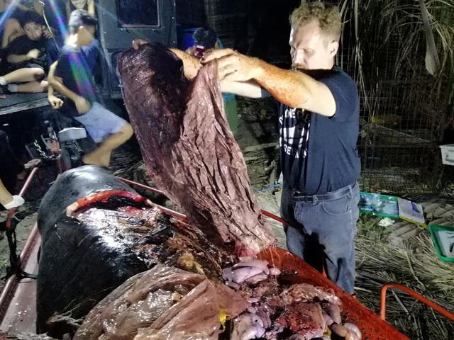 Museum director Darrell Blatchley pulled 40kg of plastic out of the starved mammal's stomach