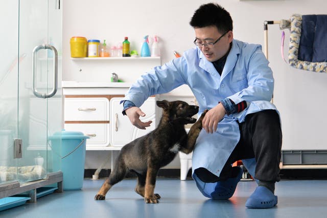  A researcher interacts with Kunxun, the puppy cloned from a police dog, in Beijing