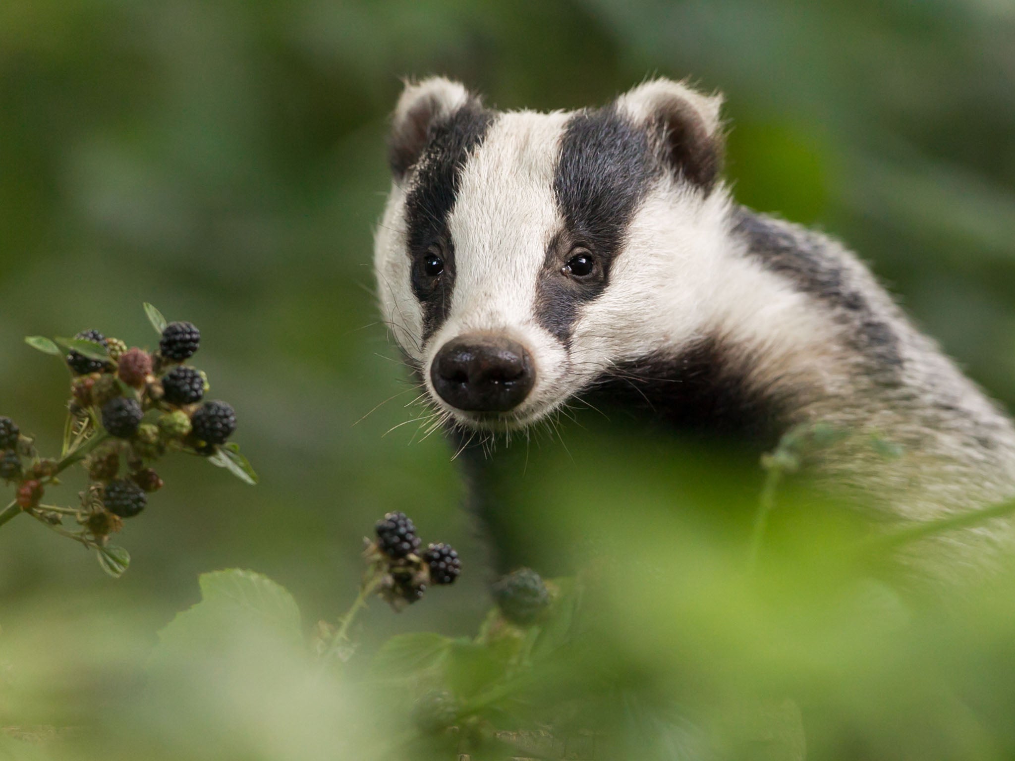 Culling may not be the best option to prevent the spread of disease from badgers to cows