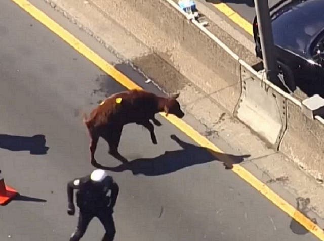 A male calf was found running up the Major Deegan Expressway in the Bronx, New York