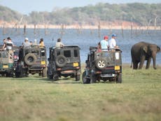 Safari tourists harm elephants’ health, making them violent – study