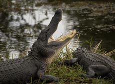 Alligators given ketamine and headphones by scientists