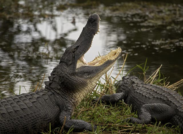 Crocodilians such as alligators are the dinosaurs’ closest living relatives