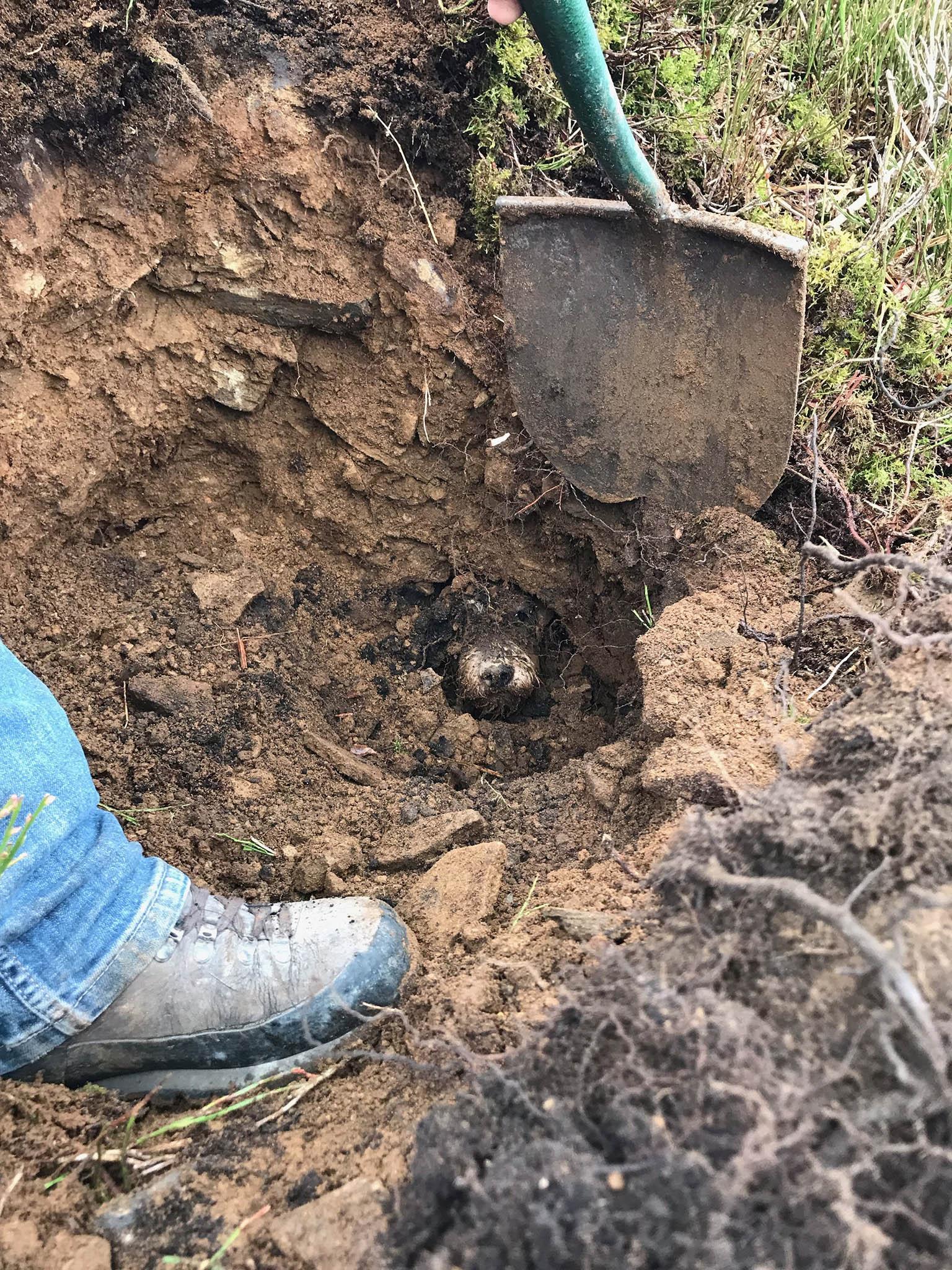 dog-hole-7.jpg