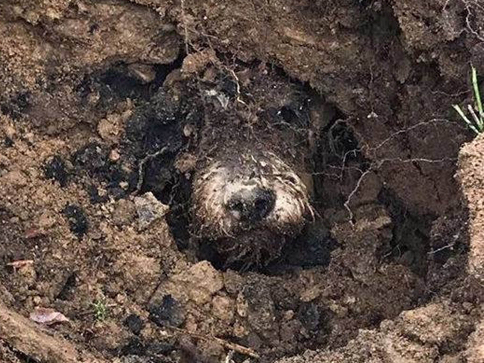 dog-hole-2.jpg