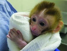 Frozen monkey testicles offer hope for childhood cancer survivors
