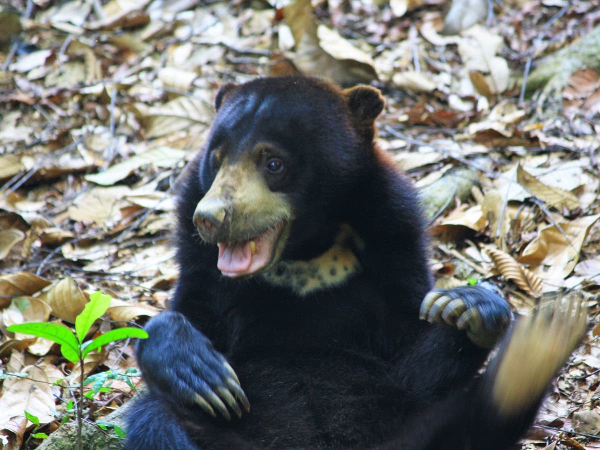 Study of bears' communication casts doubt on human supremacy over ...