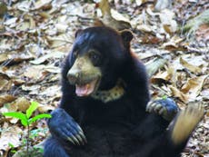 Study of bears' communication casts doubt on human supremacy