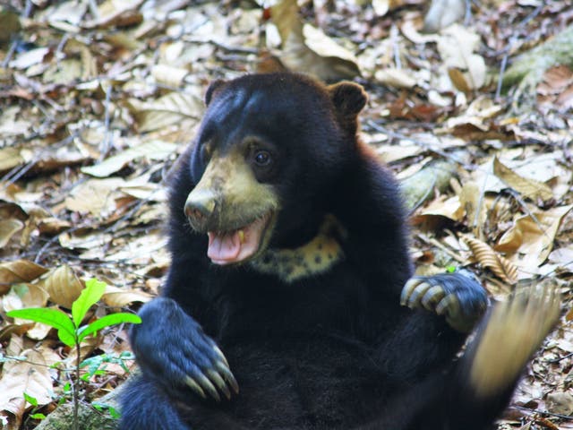 Sun Bears can exactly mimic another bear's facial expressions