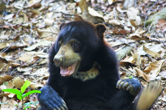 Sun Bears can exactly mimic another bear's facial expressions