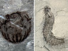'Treasure trove' of new animal species found at Chinese fossil site