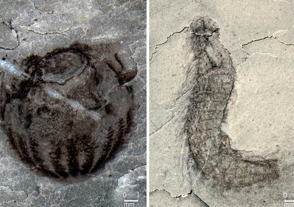 Fossils discovered in the Qingjiang include animals rarely seen in the Cambrian rock record, such as comb jellies (left) and kinorhynchs (right)
