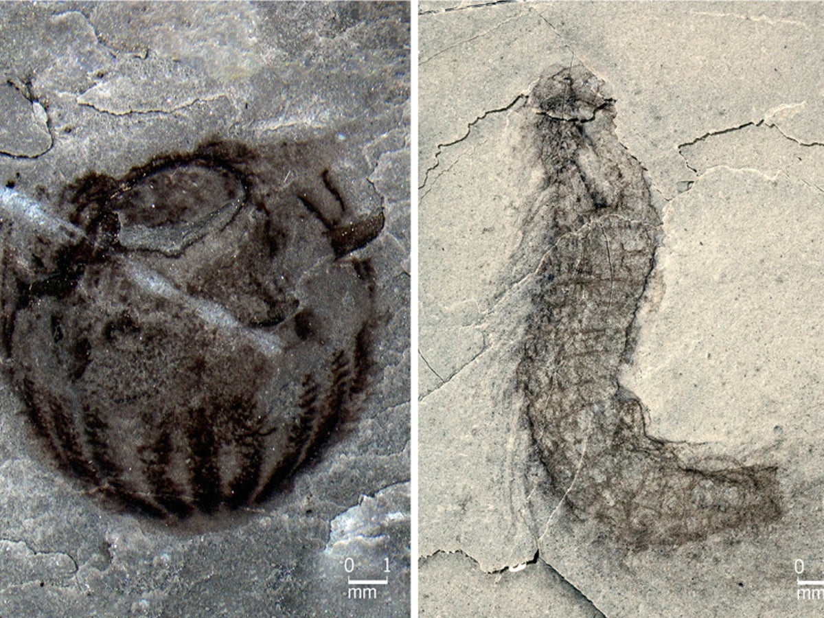 Treasure trove' of new animal species discovered at 500m-year-old fossil  site in China | The Independent | The Independent