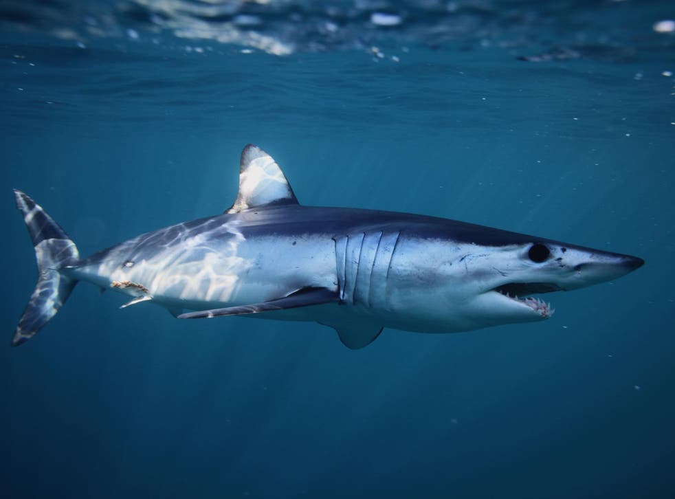 Shortfin mako sharks are prized for their meat and fins