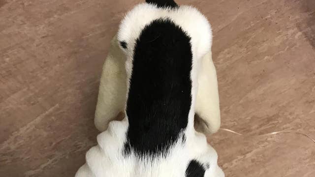 Man Throws His Pet Dog To The Floor And Stomps It Because The Vet Bill Was High