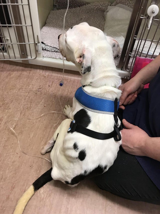 Pet Shop Employee Fired After Video Shows Dog Thrown To Concrete Floor The Independent Independent