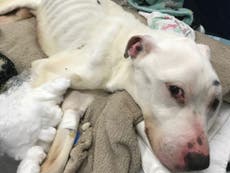 ‘Thinnest dog ever seen alive’ discovered by RSPCA