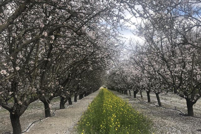 The California almond industry is doing what it takes to become sustainable 