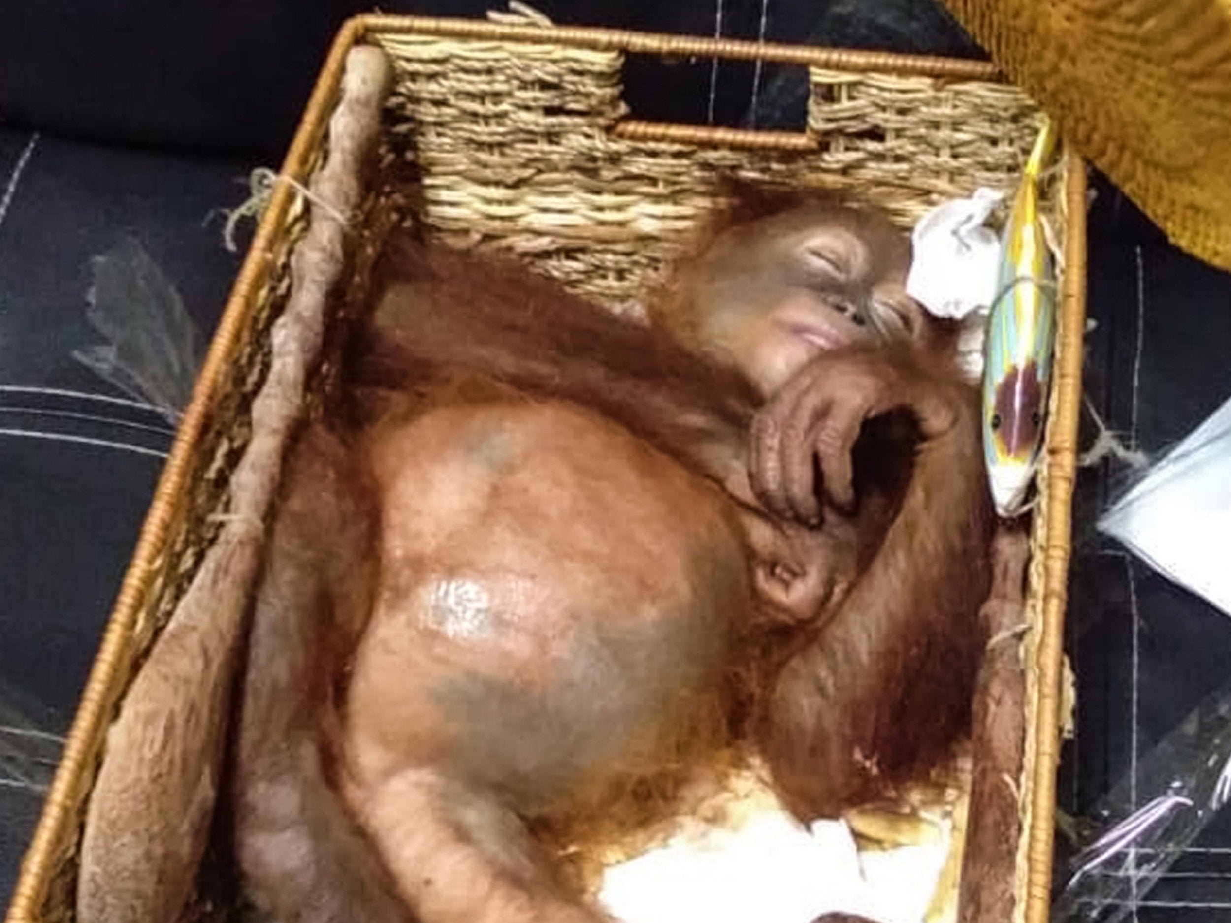 A rescued two-year-old orangutan resting inside a rattan basket, after a smuggling attempt by a Russian tourist at Bali’s international airport
