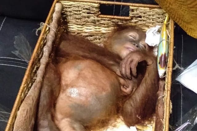A rescued two-year-old orangutan resting inside a rattan basket, after a smuggling attempt by a Russian tourist at Bali’s international airport